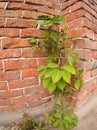 Creeping wild vines on the wall of a brick building Royalty Free Stock Photo