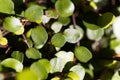 Creeping wire vine leaves, muehlenbeckia axillaris Royalty Free Stock Photo