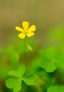 Creeping Woodsorrel Royalty Free Stock Photo