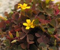 Creeping Woodsorrel leaves, flowers & fruits