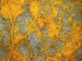 A creeping yellow veiny plasmodium of a slime mold on a substrate