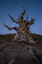 Creepy ancient bristlecone pine tree at blue hour