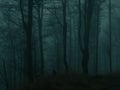 Creepy beech trees forest in Jeseniky mountains at autumn