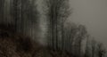 Creepy beech trees forest in Jeseniky mountains at autumn