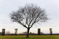 Creepy big tree silhouette