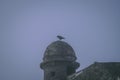 Creepy bird standing on a old fort tower