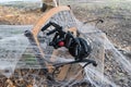Creepy, black, balloon spider Halloween decoration on web 1 Royalty Free Stock Photo