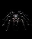 Creepy Black Spider - Arachnophobia Concept