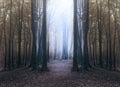 Creepy blue light in foggy forest with circle of dark trees Royalty Free Stock Photo