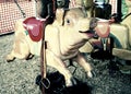 Creepy carousel pig Royalty Free Stock Photo