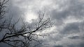 Halloween background of dark blue grey overcast sky and bare tree branches Royalty Free Stock Photo