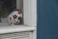 Creepy clown mask near the window Royalty Free Stock Photo