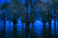 Creepy Cold Blue Danube Delta Flooded Forest