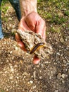 Creepy Crawlers on hikes Royalty Free Stock Photo