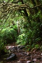 Creepy crawly trail in the woods