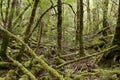 Creepy crawly walk in Strathgordon National Park Tasmania Royalty Free Stock Photo