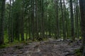 Creepy dark forest with tall trees Royalty Free Stock Photo