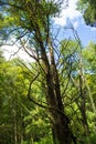 Creepy dead tree