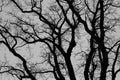 Creepy depressive black and white tree top branches silhouette photo. Mysterious background for Halloween  scary articles  fairy Royalty Free Stock Photo