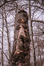 Creepy eerie old rotten tree trunk in the woods