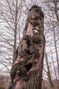 Creepy eerie old rotten tree trunk in the woods