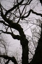 Creepy eerie trees against a clouded sky