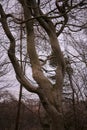 Creepy eerie trees against a clouded sky