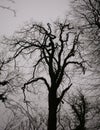 Creepy eerie trees against a clouded sky