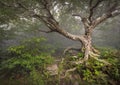 Creepy Fairytale Tree Spooky Forest Fog NC Fantasy Royalty Free Stock Photo