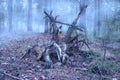 Creepy Fallen Pine Tree Twisted Roots in the Mysterious Forest on a Foggy Early Spring Morning