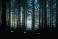 A creepy, fantasy forest of pine trees, back lighted with spooky, glowing eyes of creatures in the undergrowth