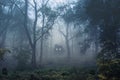 A creepy, fantasy forest of trees, back lighted with spooky, glowing eyes of creatures in the undergrowth Royalty Free Stock Photo