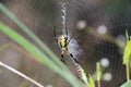 Yellow Garden Spider Web Royalty Free Stock Photo