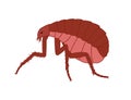 Creepy Floh Insect Vector