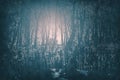 A creepy Gothic moonlit foggy woods at night. Great for horror, Gothic, Creepy, and scary projects. Royalty Free Stock Photo