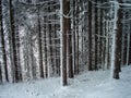 Creepy forest in winter Royalty Free Stock Photo