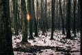 Creepy green and brown forest winter snow sunset abandoned