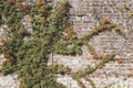 Creepy green plants with orange seeds and bare stems and roots on grungy brick wall in summer sunlight, toned image