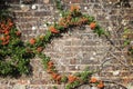 Creepy green plants with orange seeds and bare stems and roots on the other side of grungy brick wall in summer sunlight