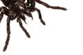 Creepy hairy Tarantula with large fangs