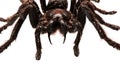 Creepy hairy Tarantula with large fangs