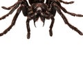 Creepy hairy Tarantula with large fangs isolated on white