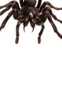 Creepy hairy Tarantula with large fangs isolated on white