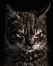 Creepy Kitten Portrait Photo Illustration