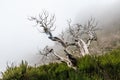 Creepy landscape showing a misty dark forest with dead white trees