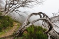 Creepy landscape showing a misty dark forest with dead white trees