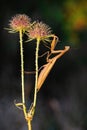 Brown european mantis holding on blooming thistle in summer nature