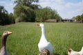 Creepy looking domesticated goose