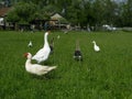 creepy white goose hissing on other poultry