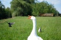 Crepy hissing domesticated goose Royalty Free Stock Photo